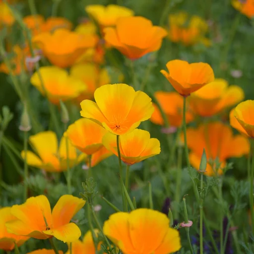 问鼎娱乐博彩牌照